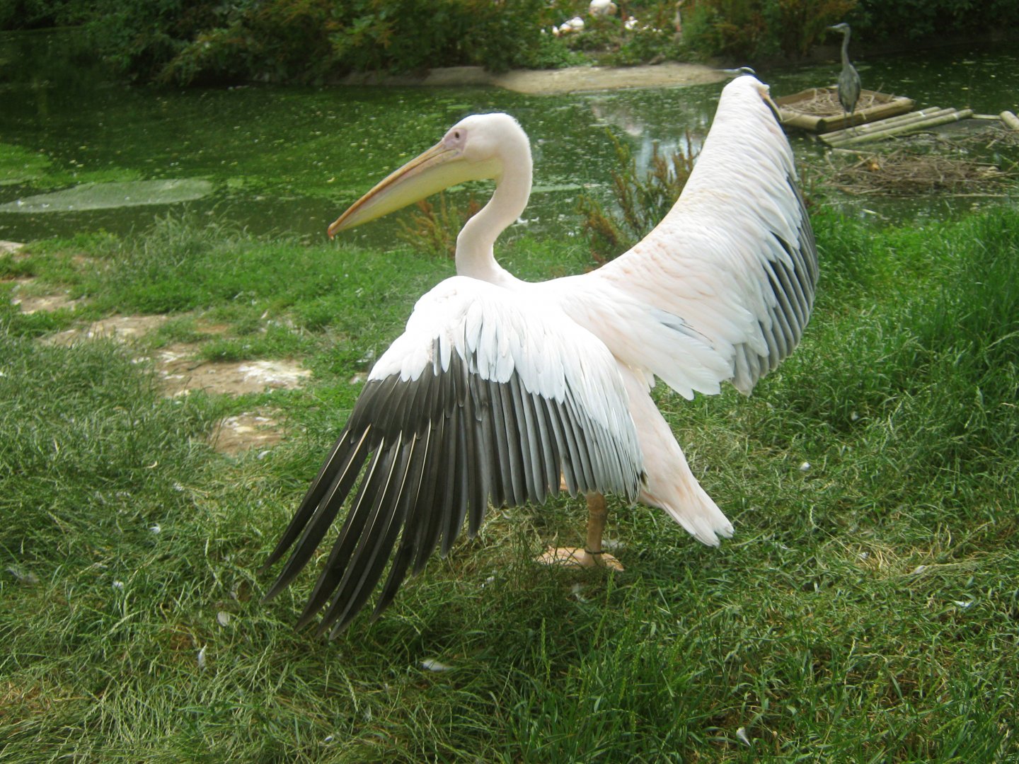 Great White Pelicans