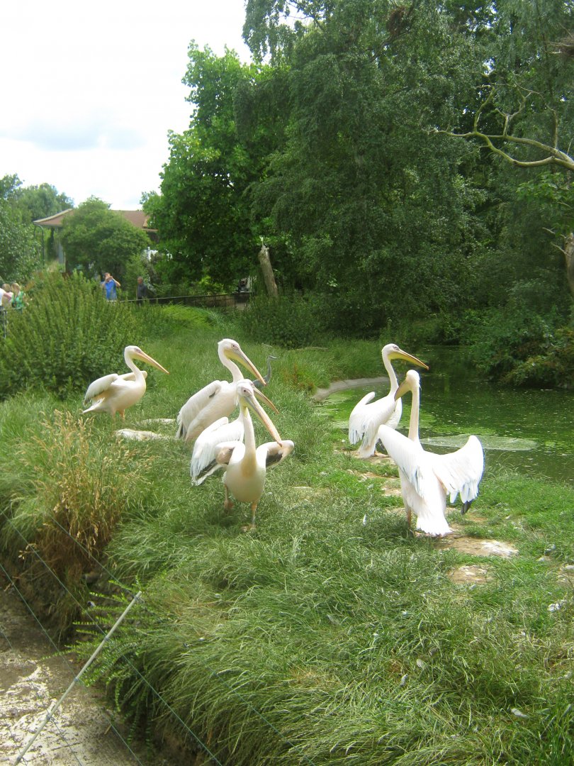 Great White Pelicans