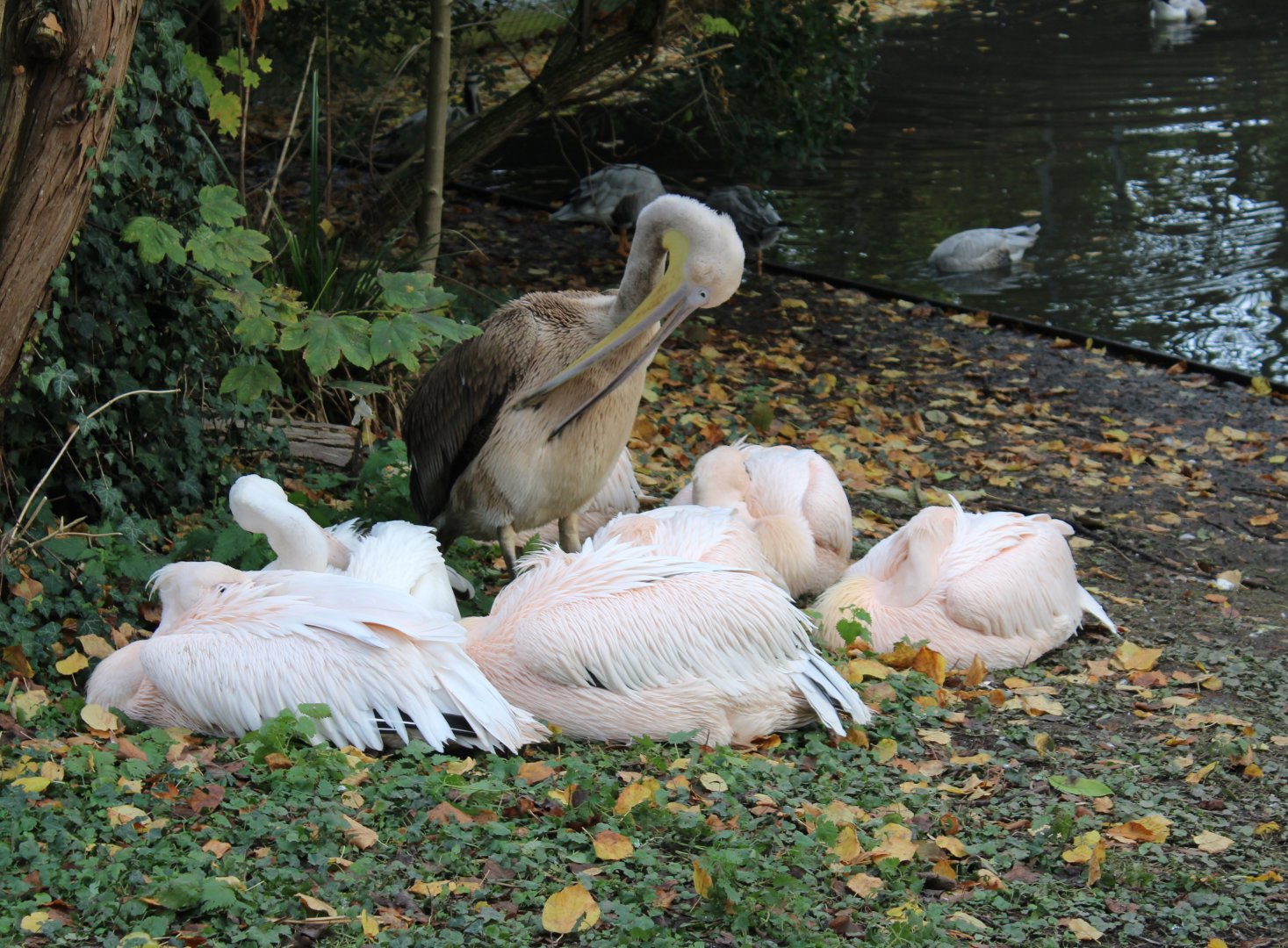 Great white pelicans