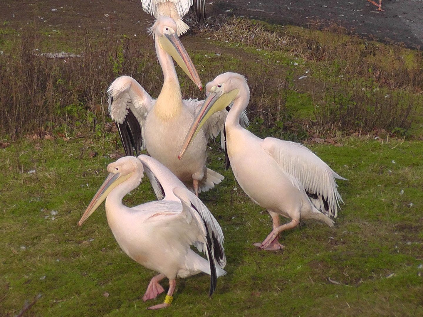 Great White Pelicans