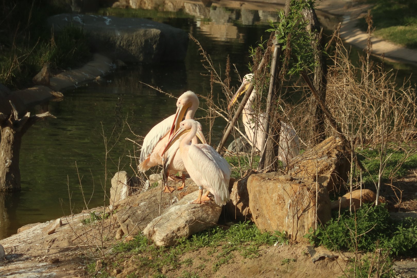 Great White Pelicans
