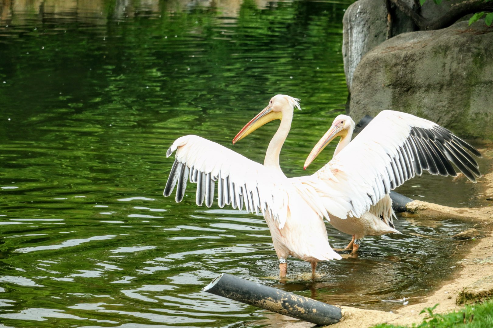 Great White Pelicans