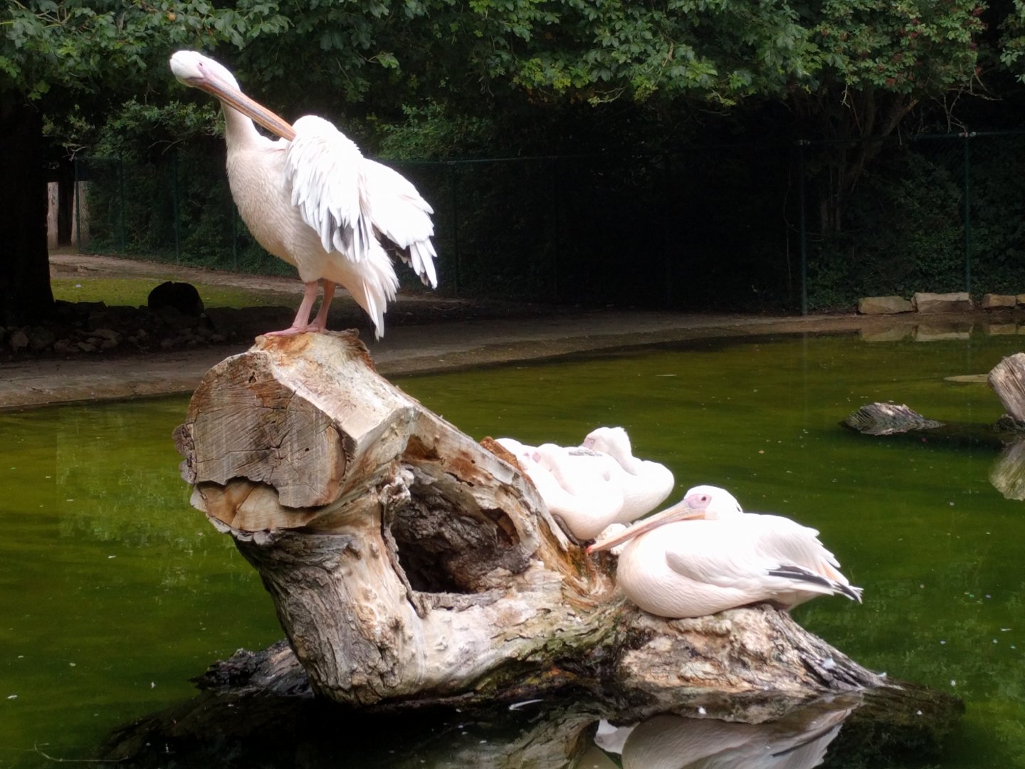 Great White Pelicans