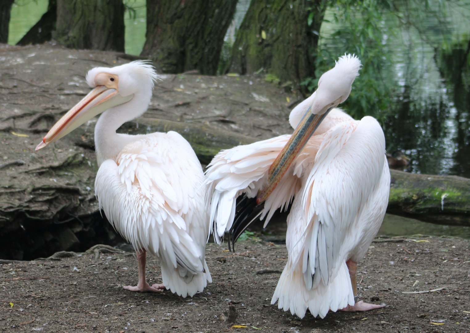 Great white pelicans