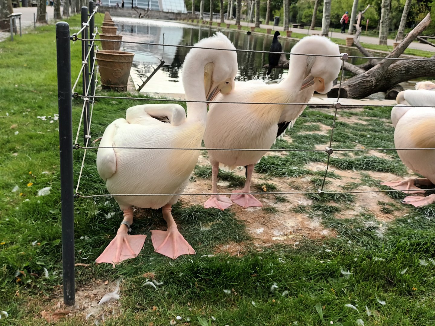 Great white Pelicans