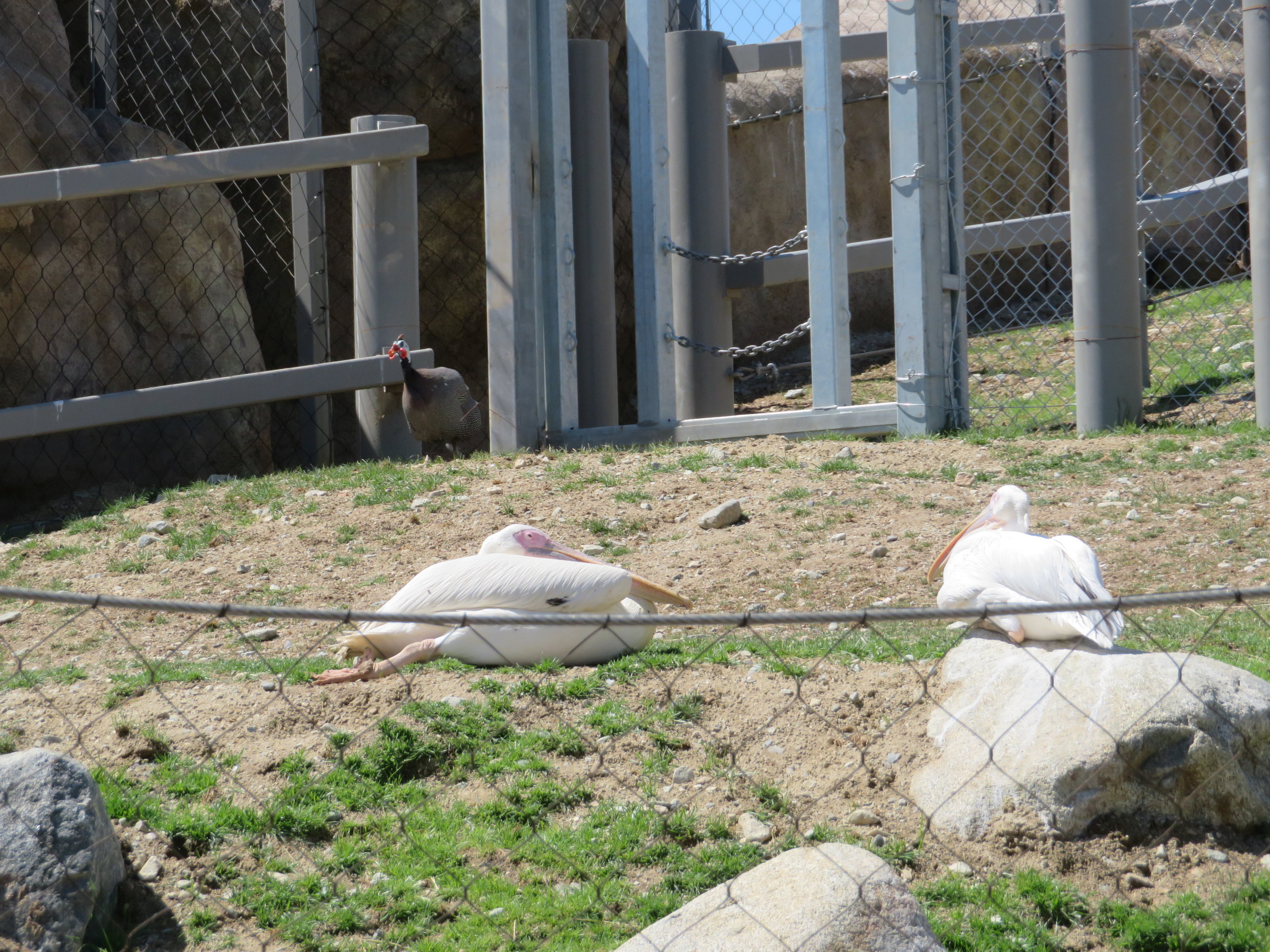 Great White Pelicans