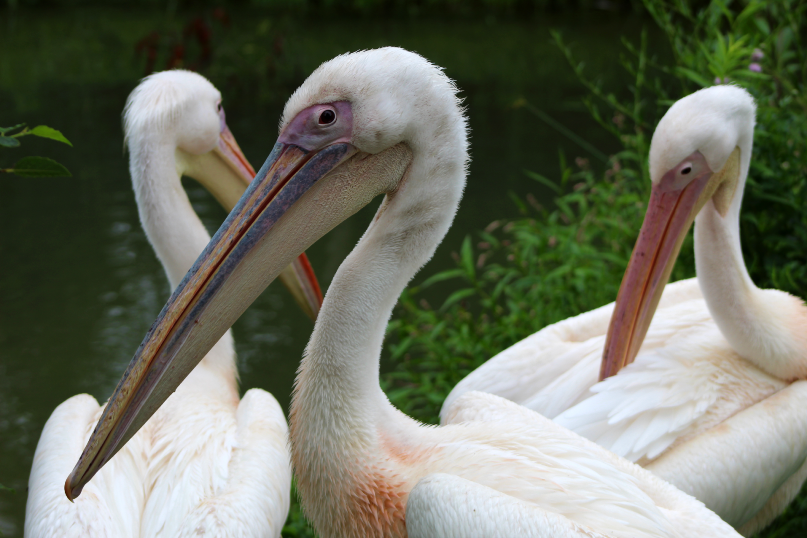 Great White Pelicans