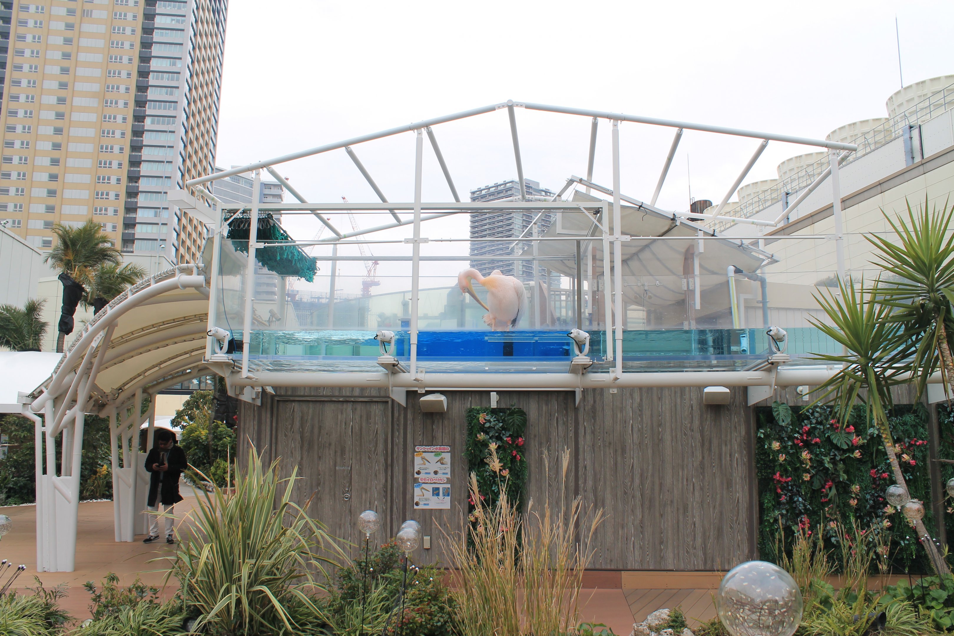 Great White Pelicans