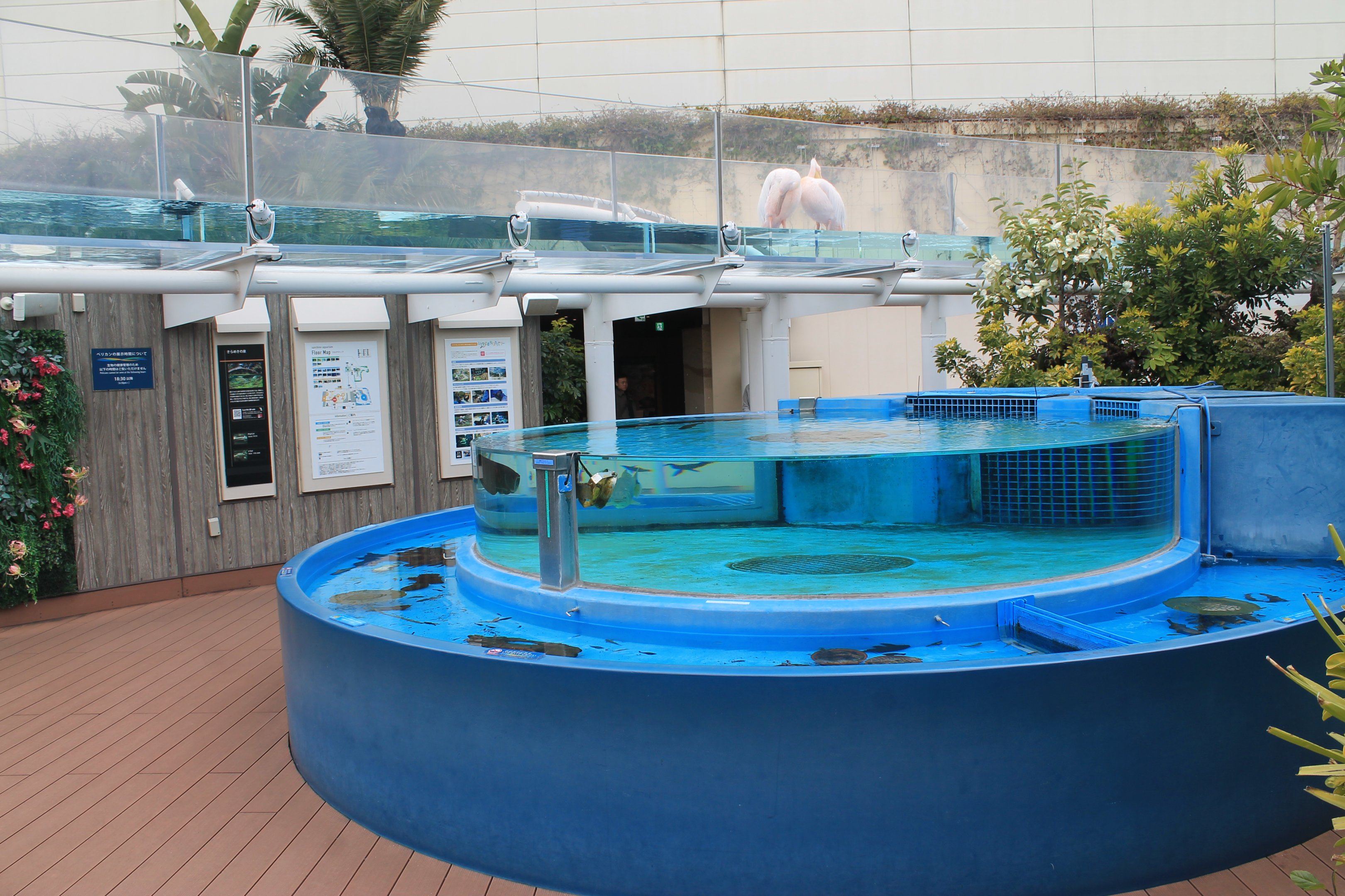 Great White Pelicans