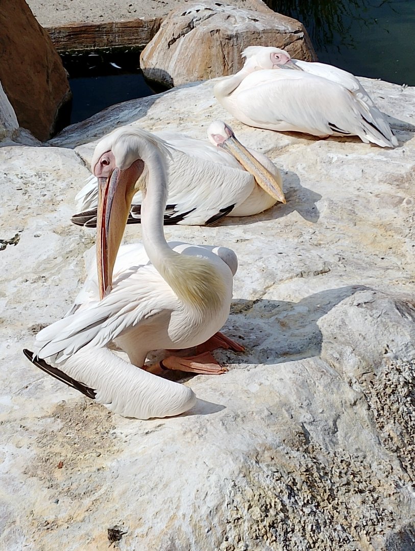 Great white pelicans