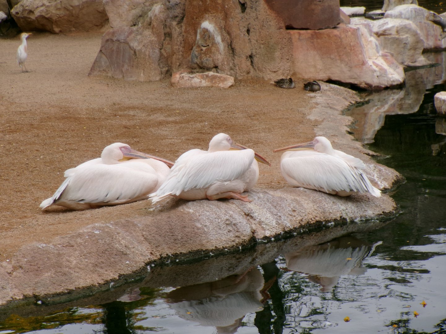 Great white pelicans