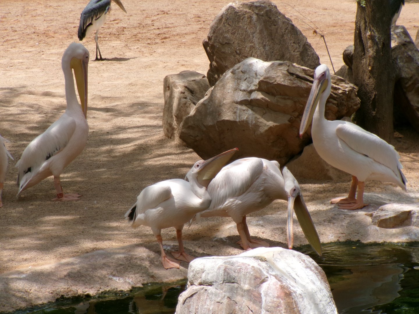 Great white pelicans