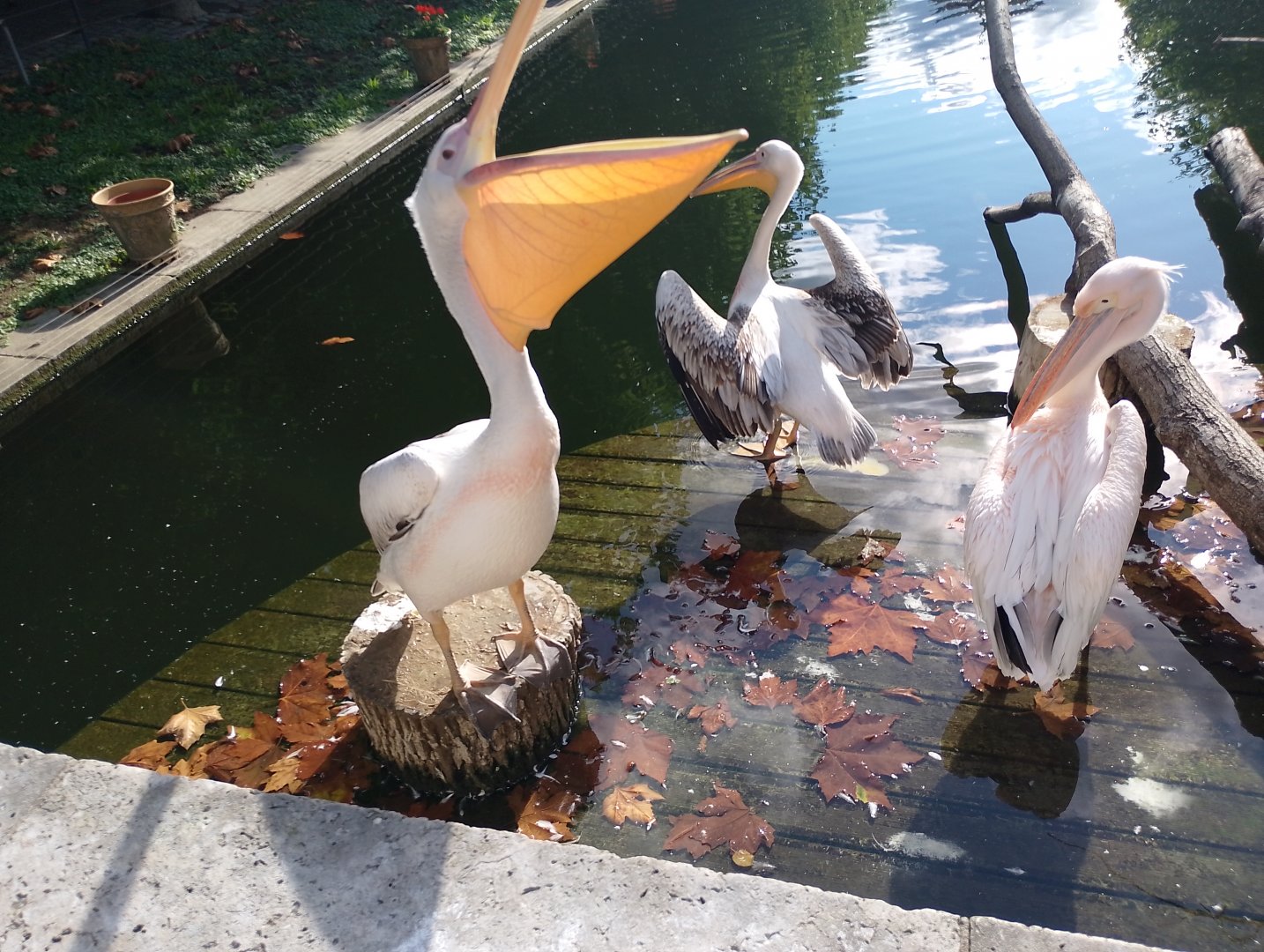 Great white pelicans