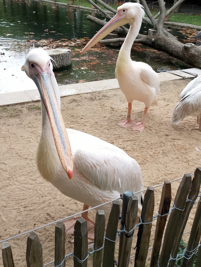 Great white pelicans