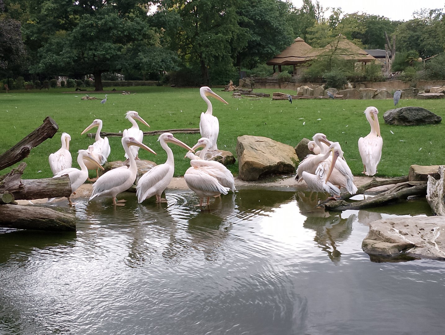 Great white pelicans