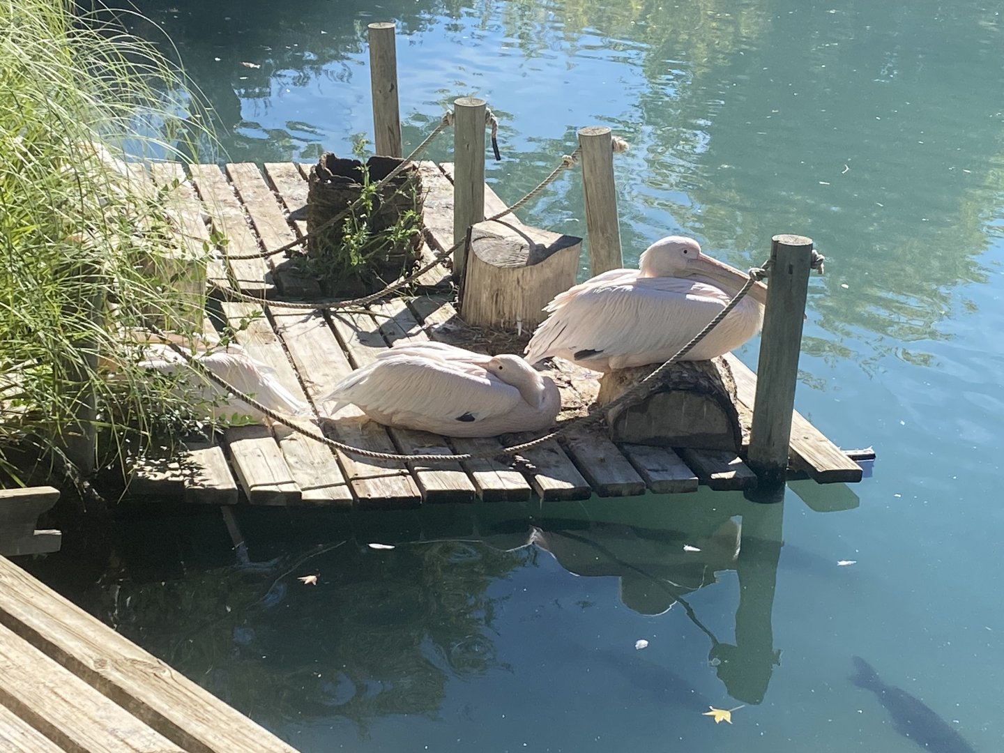 Great white pelicans