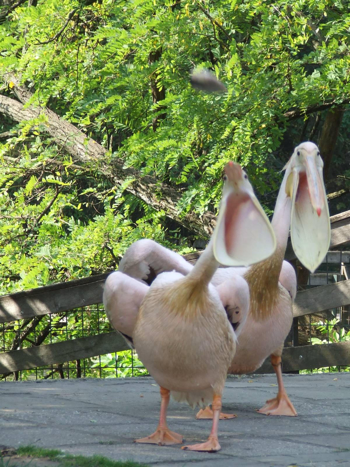 Great White Pelicans