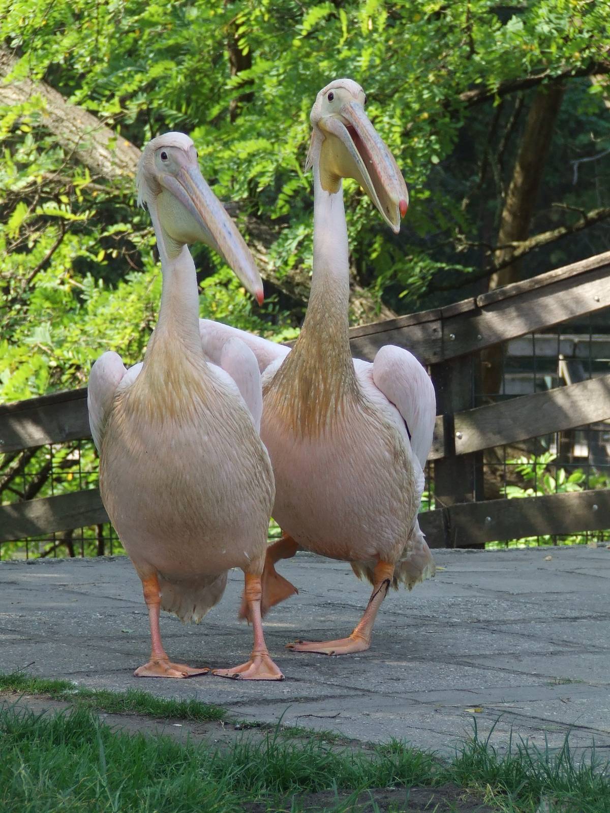 Great White Pelicans