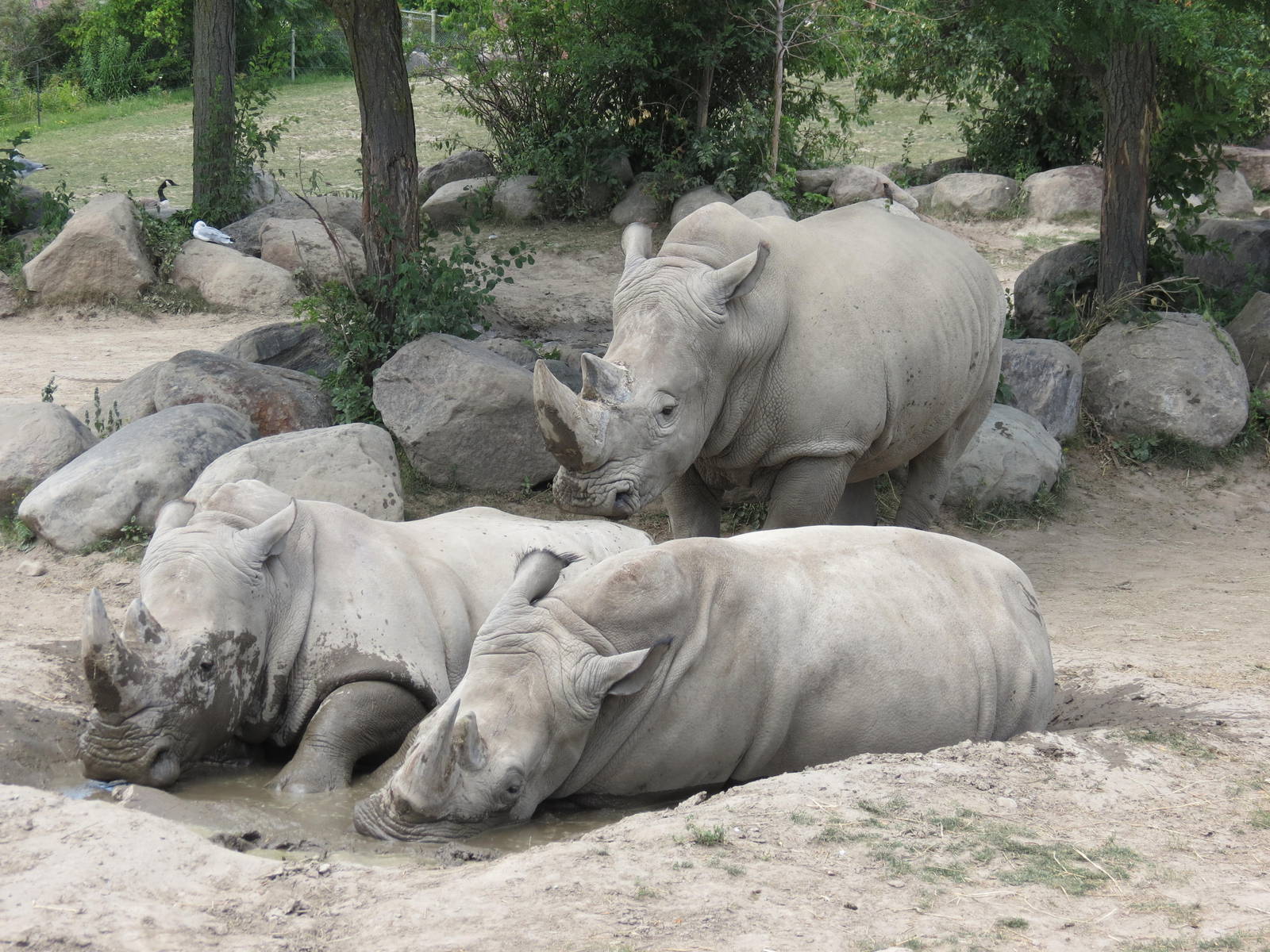 Great White Rhinos
