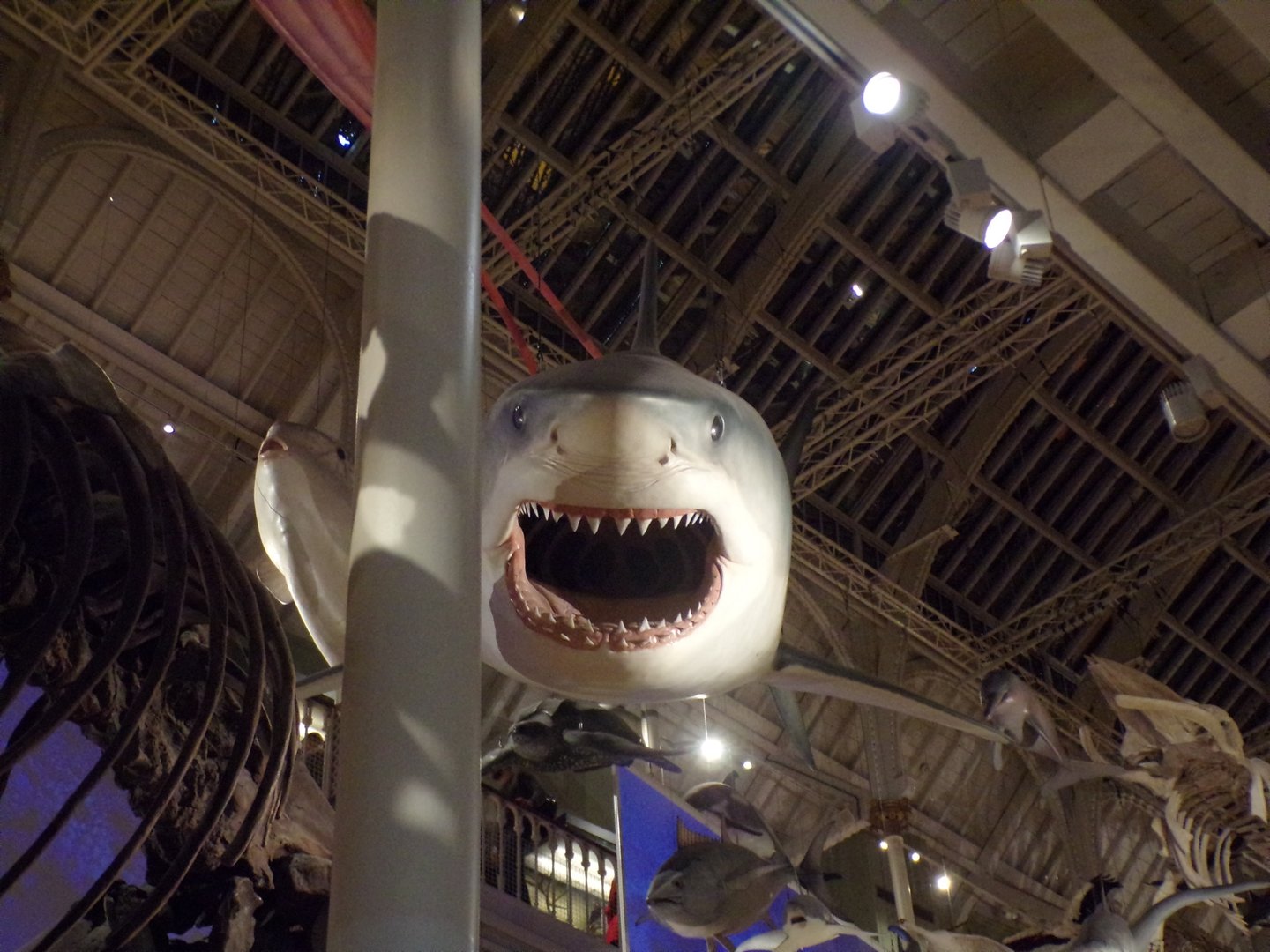 Great white shark 30.12.22