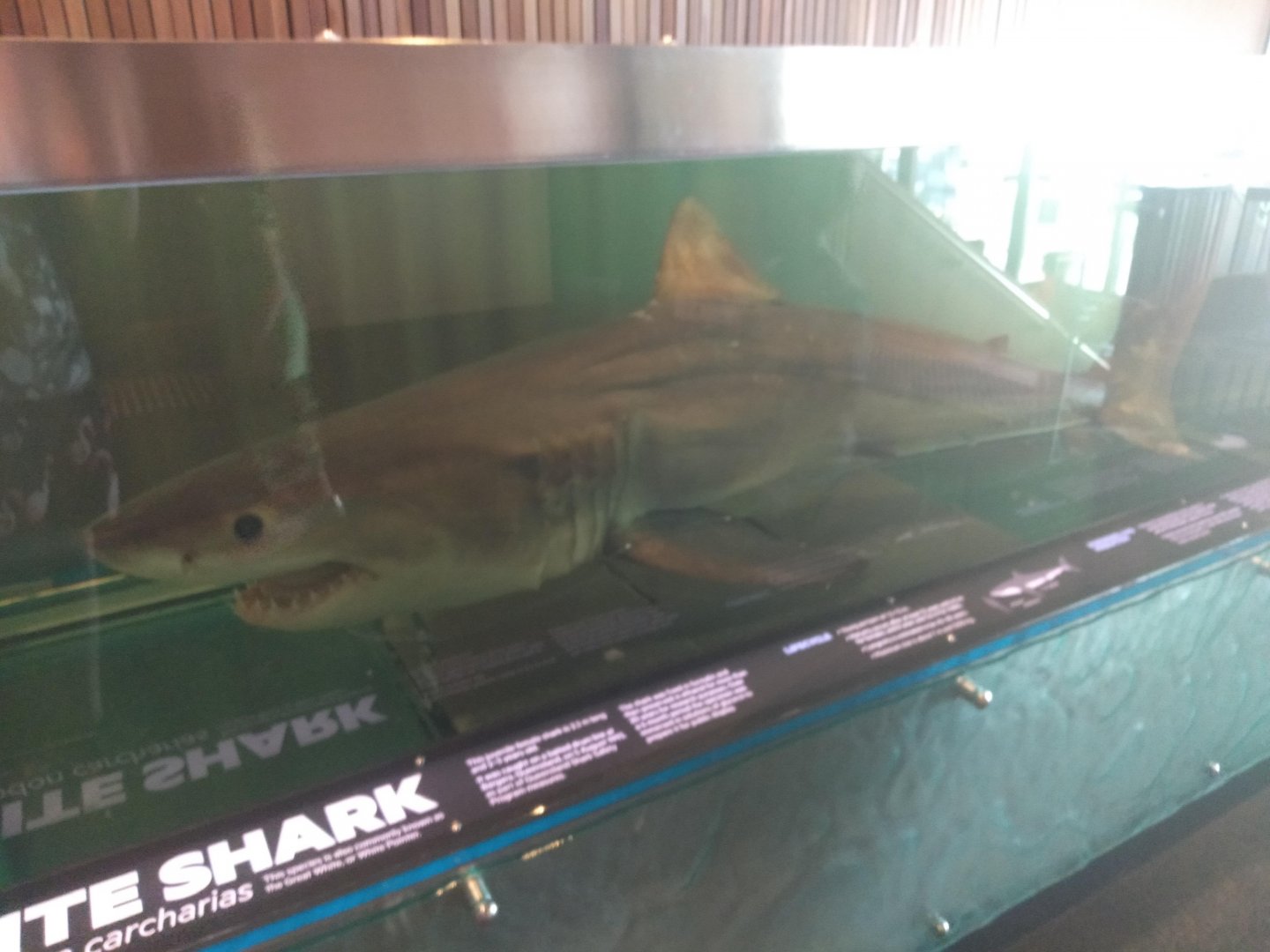 Great White Shark (Carcharodon carcharias)