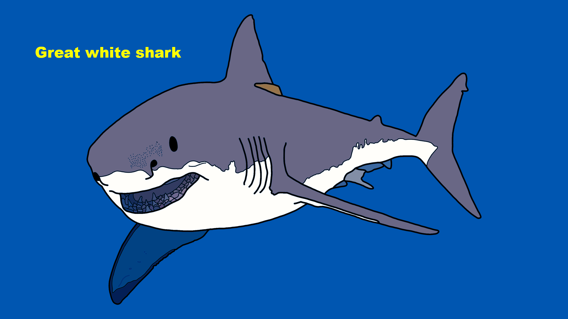 Great white shark (Carcharodon carcharias)