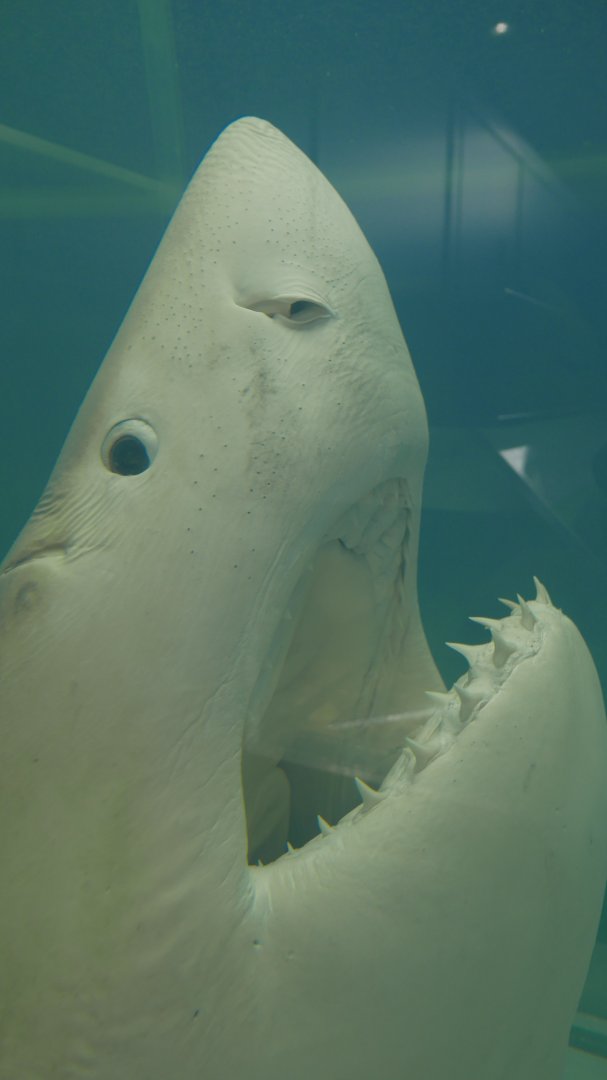 Great White Shark Head