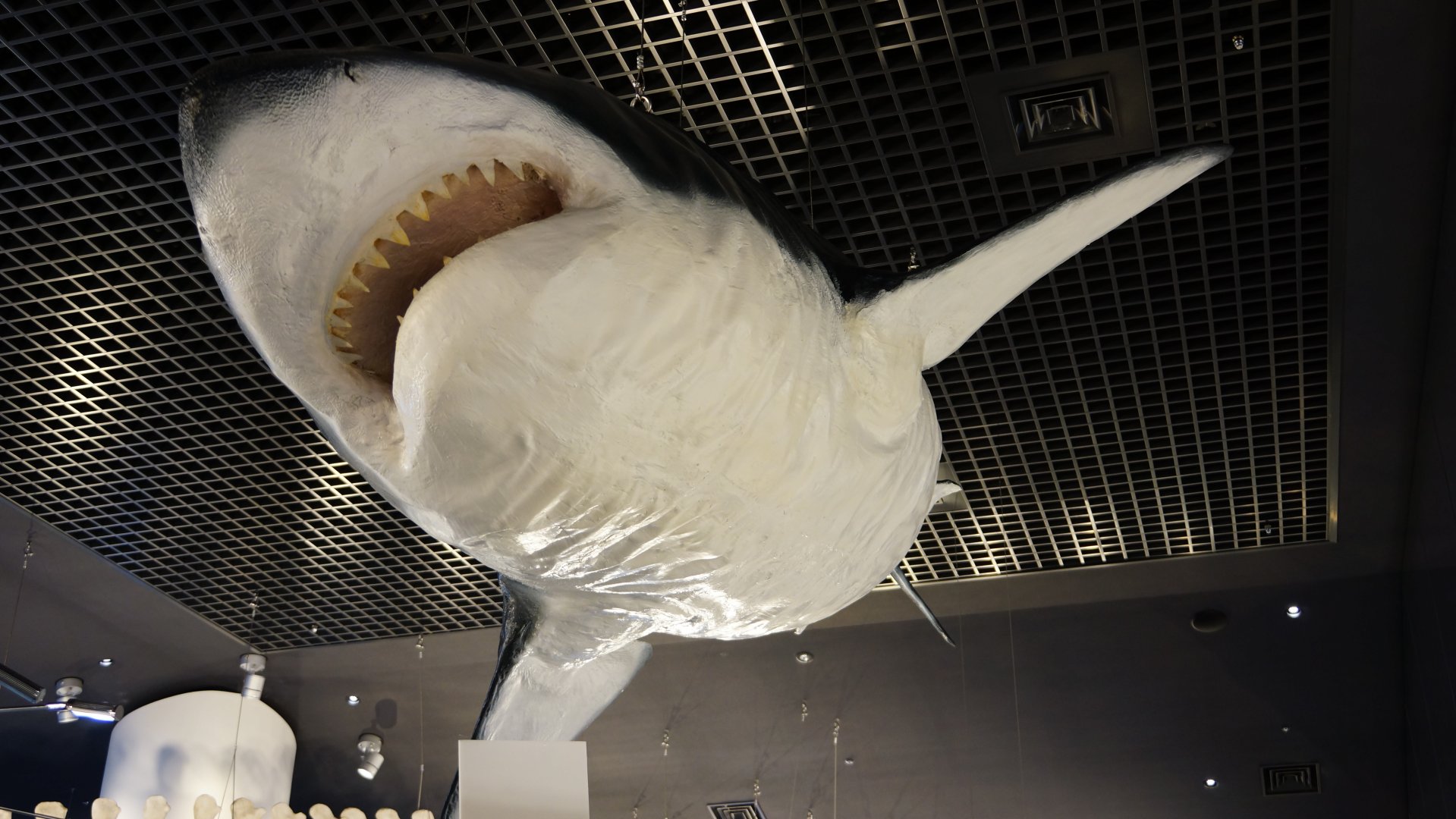 Great White Shark Model