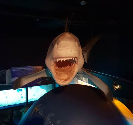 Great White Shark Model