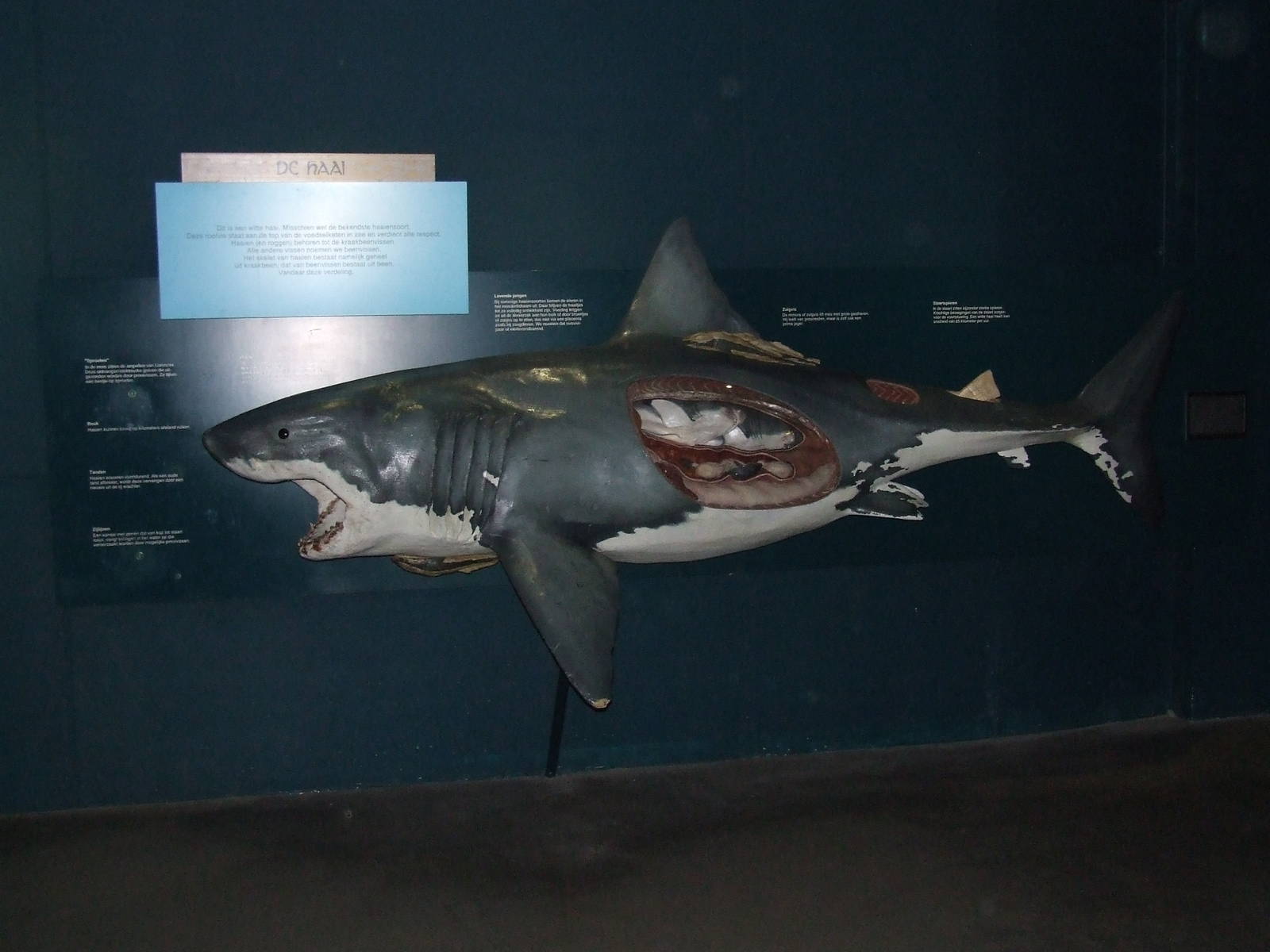 Great White Shark, Oceanium