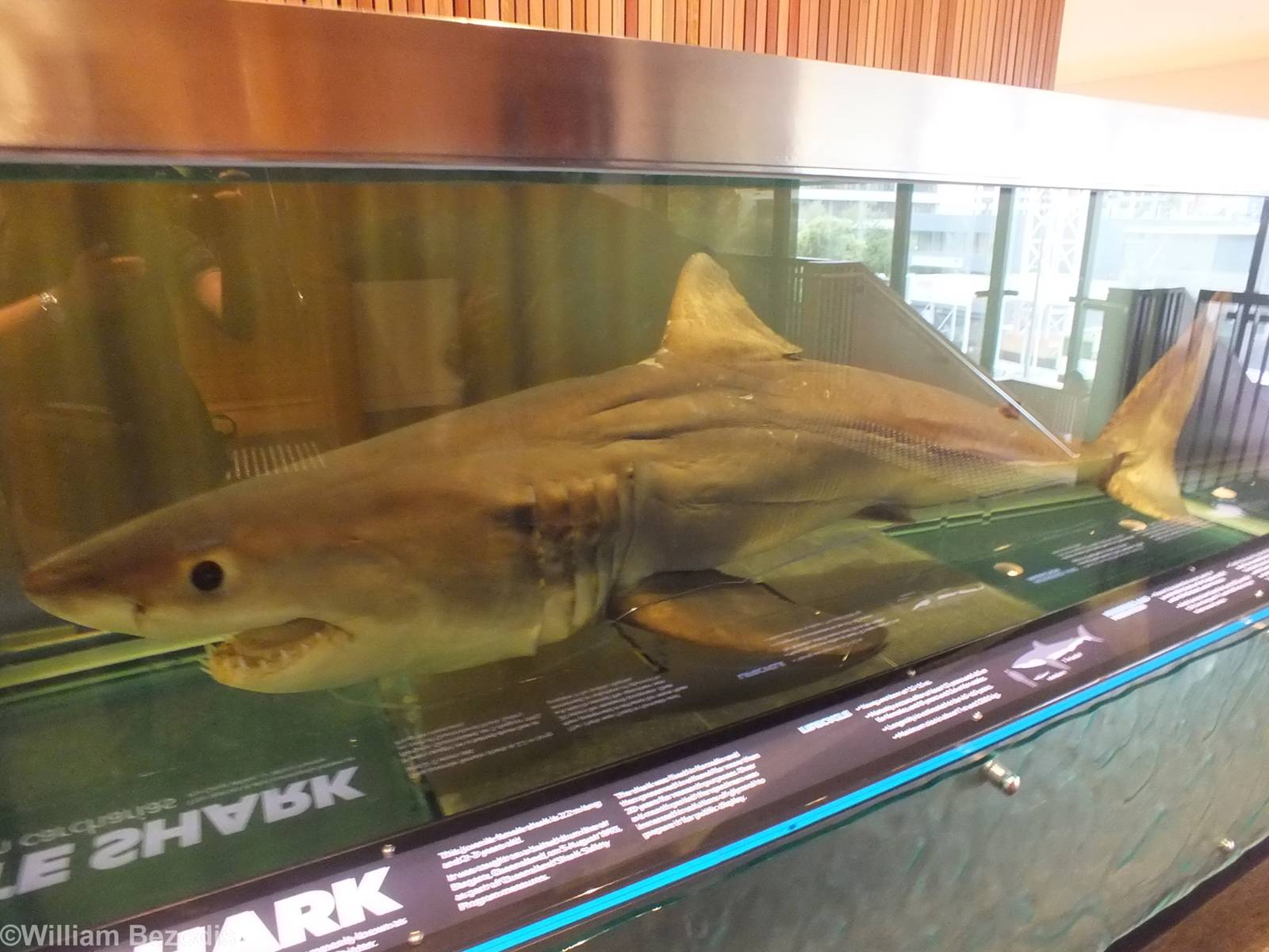 Great White Shark - Queensland Museum