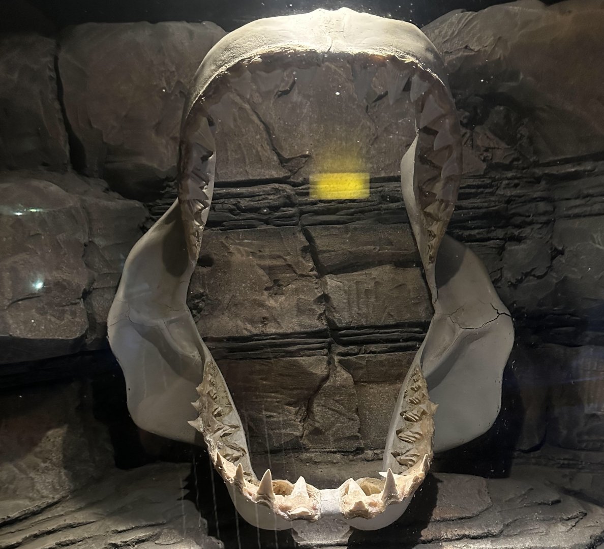 Great White Shark Skeleton (Jaws)