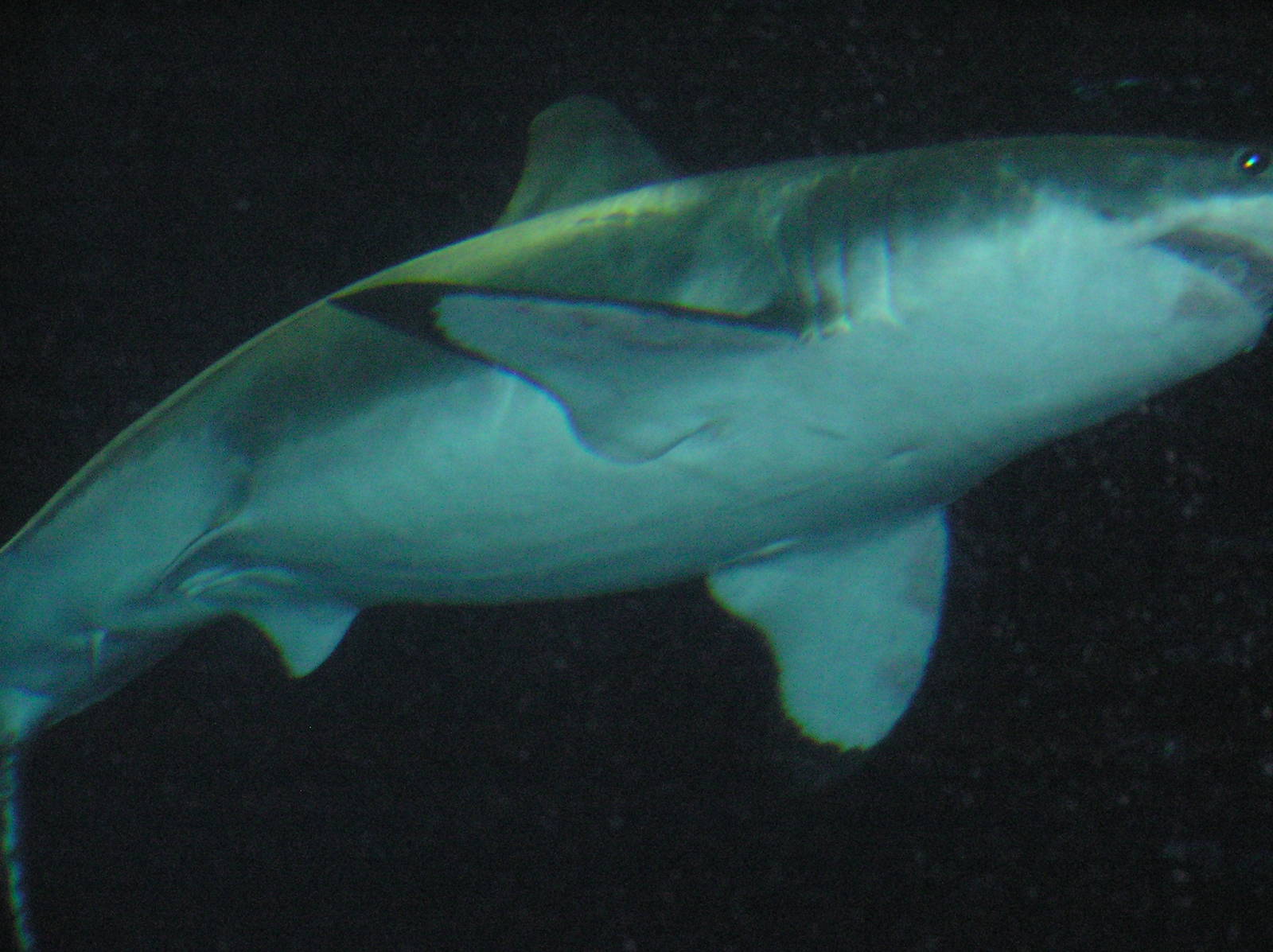 Great White Shark Thanksgiving 2006