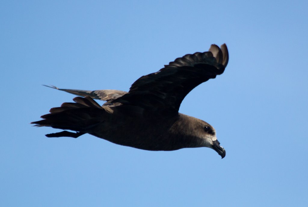 Great-winged Petrel (Pterodroma macroptera)
