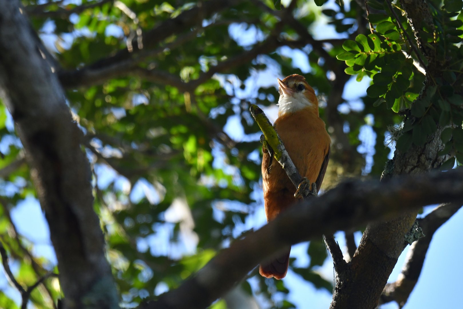 Great Xenops Megaxenops parnaguae