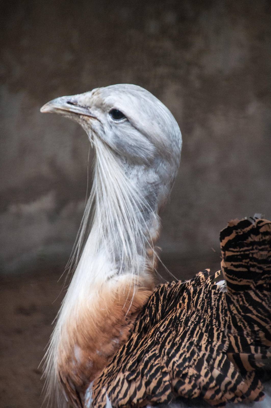 Great_Bustard - Otis tarda