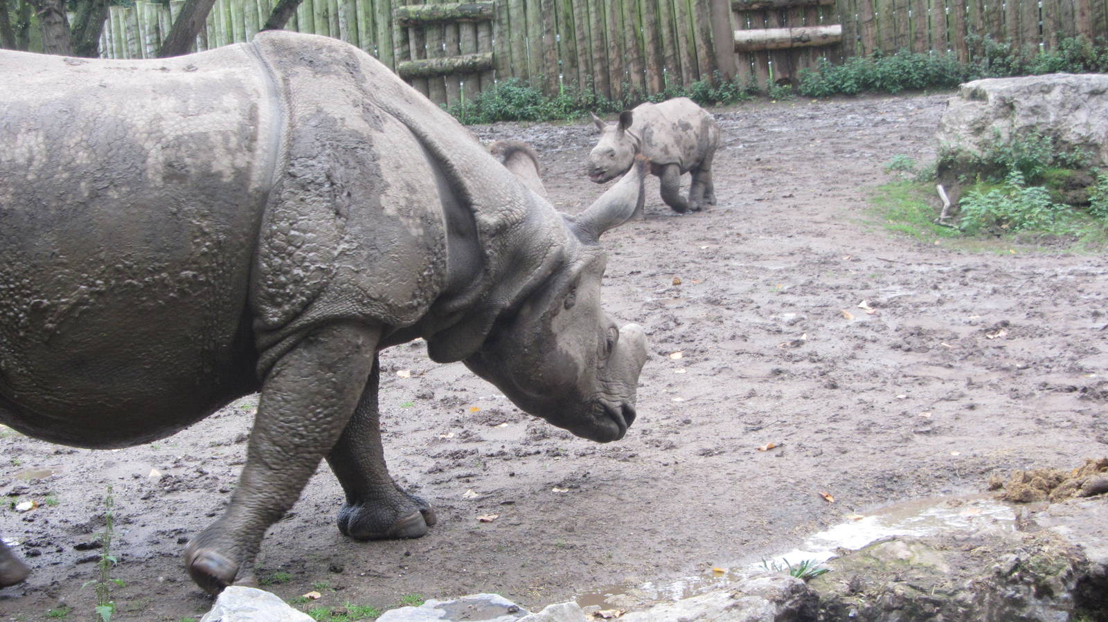 Greate One Horned Rhino and Baby