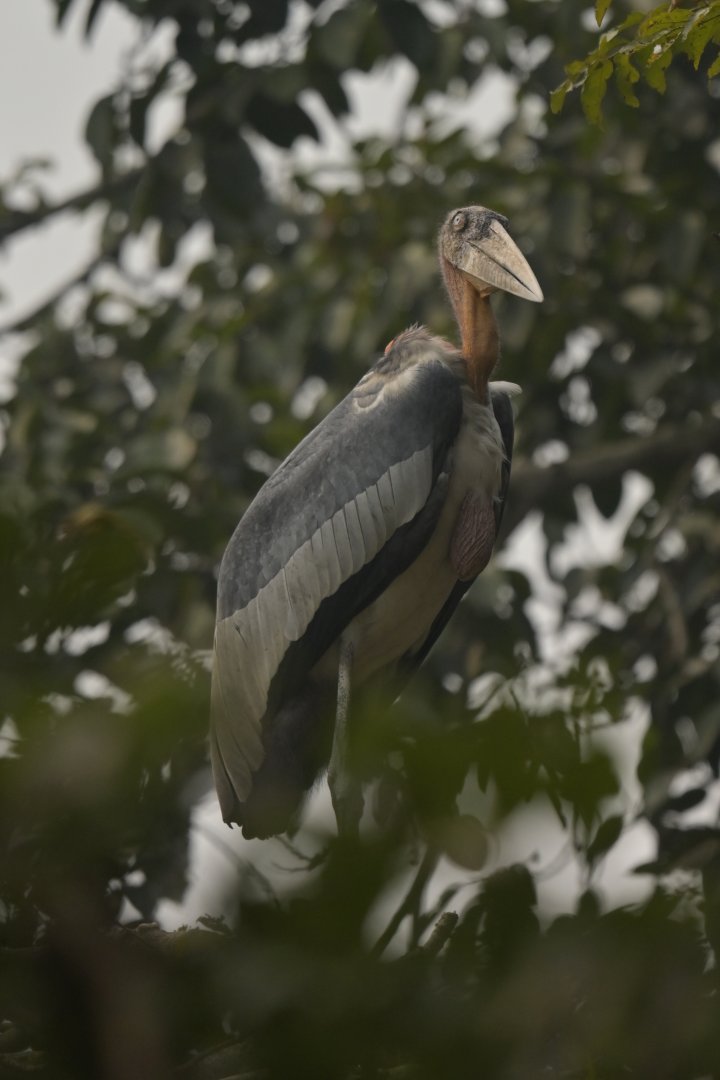 Greater adjudant Leptoptilos dubius
