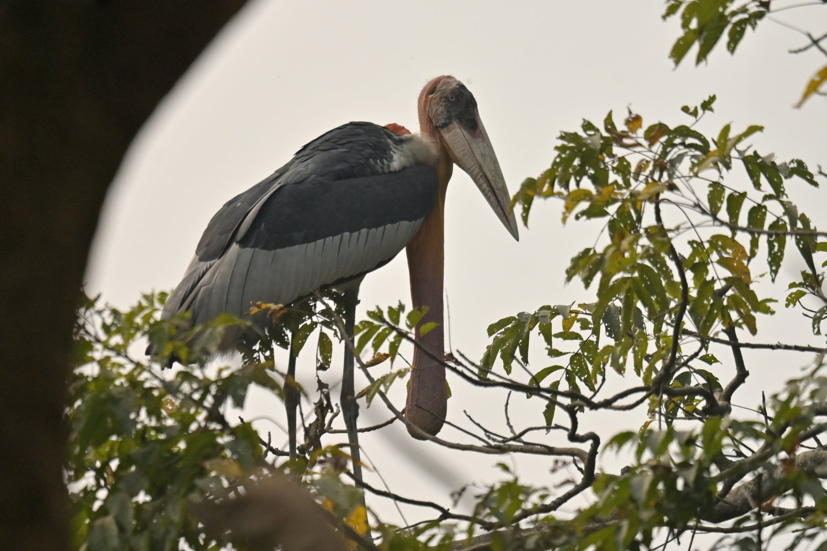 Greater adjudant Leptoptilos dubius