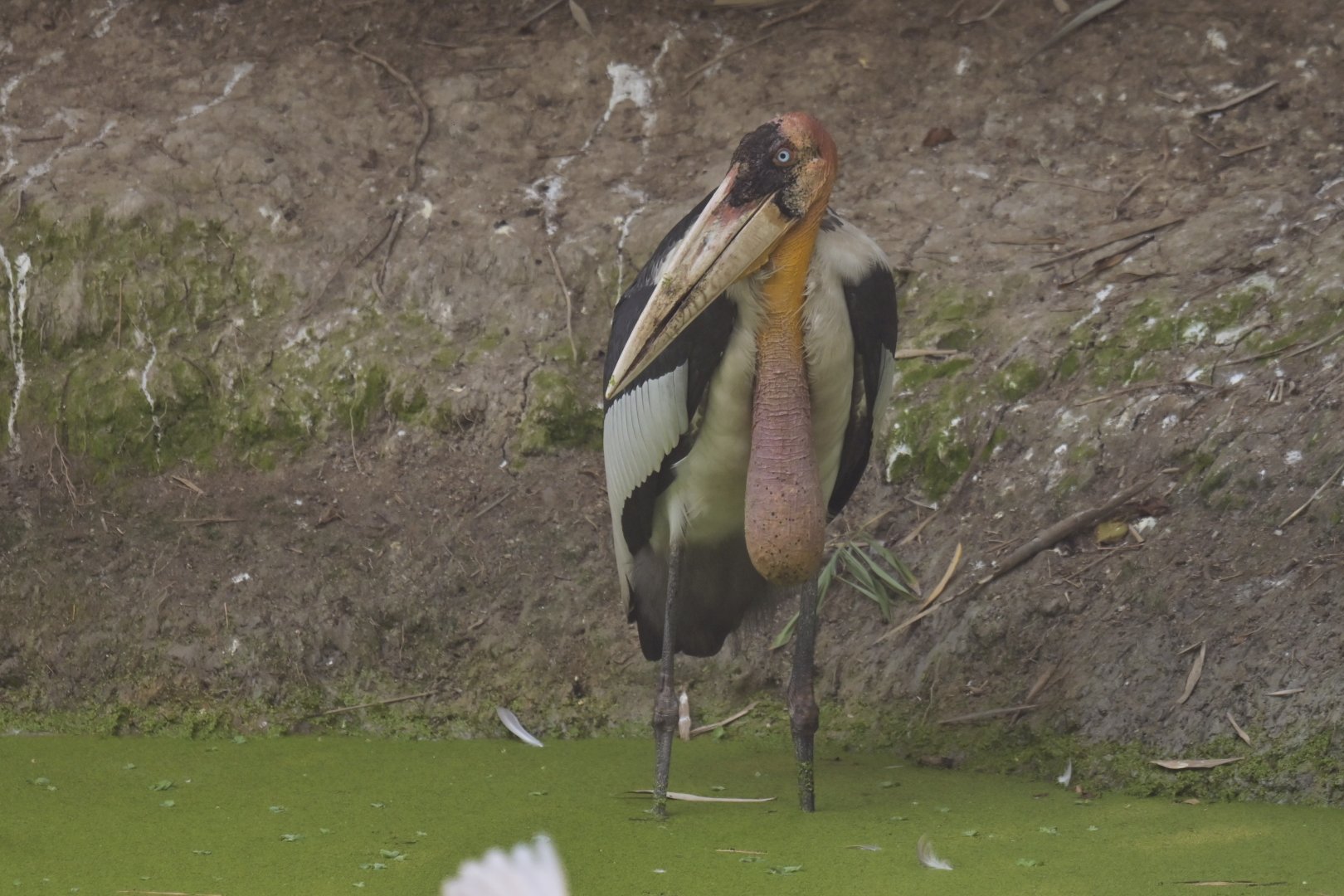 Greater adjudant Leptoptilos dubius