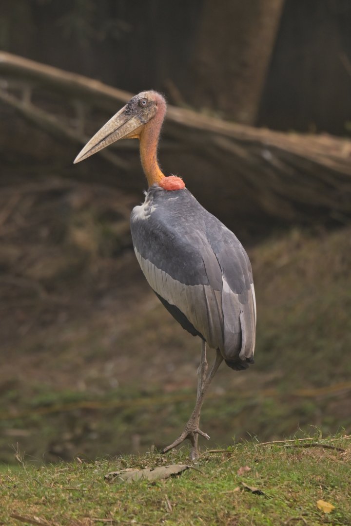 Greater adjudant Leptoptilos dubius