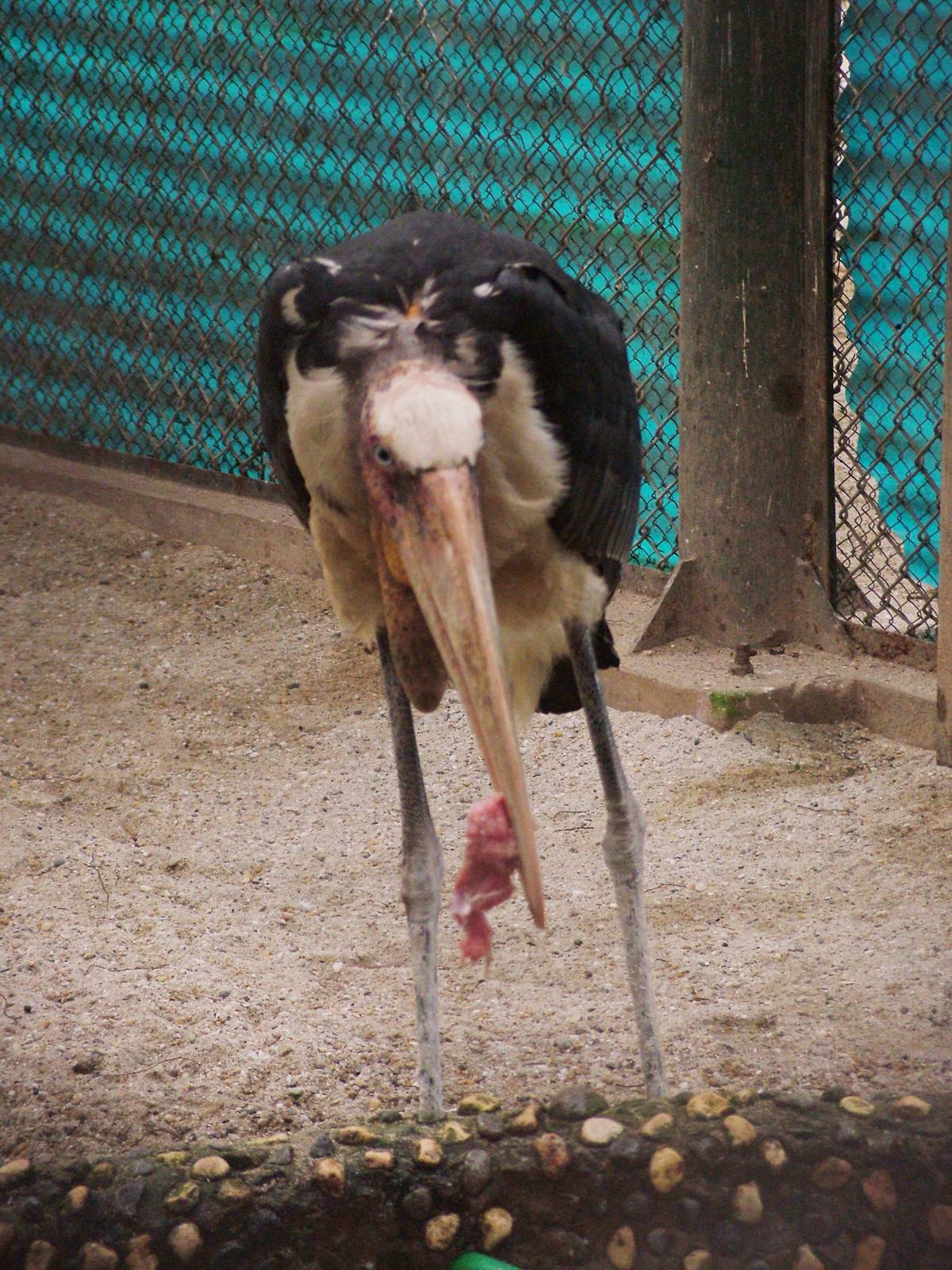 Greater Adjutant at Hanoi Zoo, 15/03/12