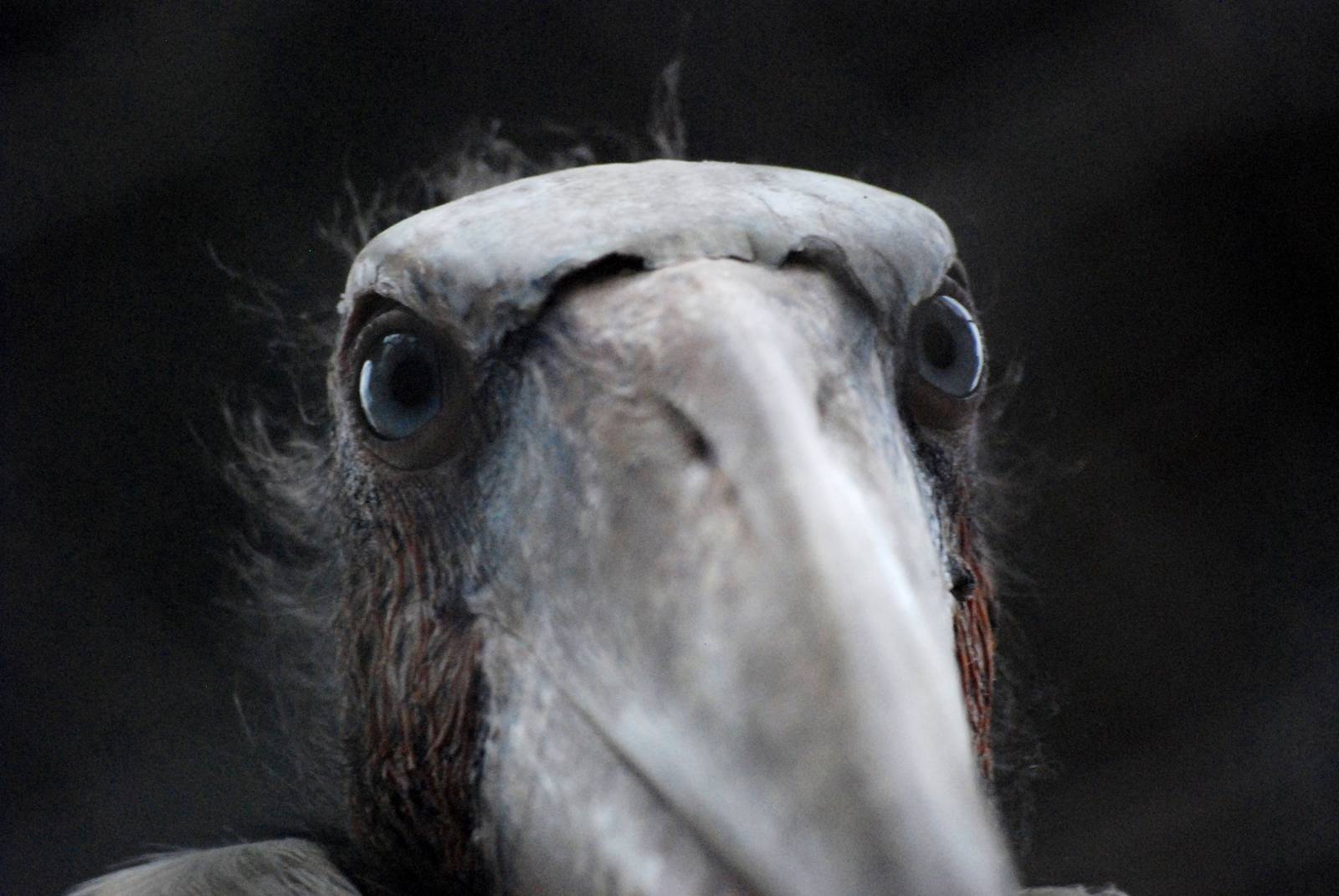 Greater Adjutant at Hanoi Zoo, 15/03/12