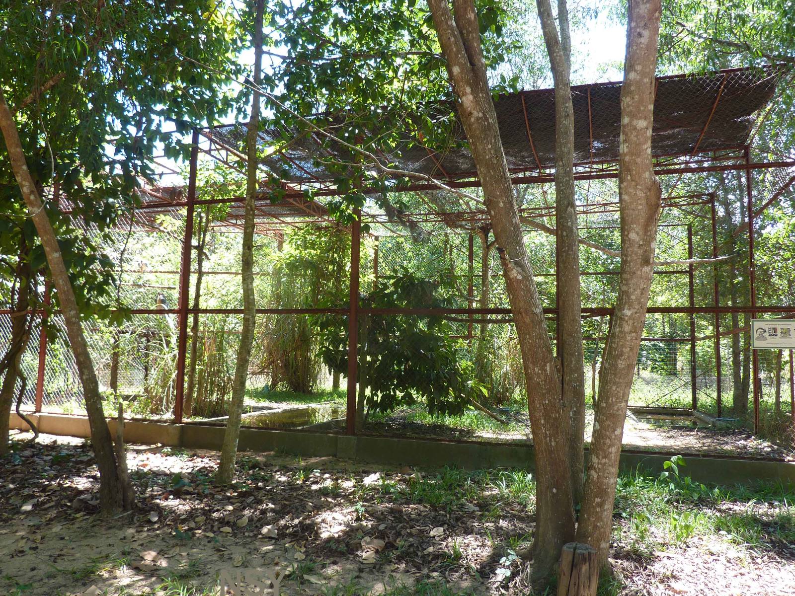 Greater adjutant aviary, May 2013