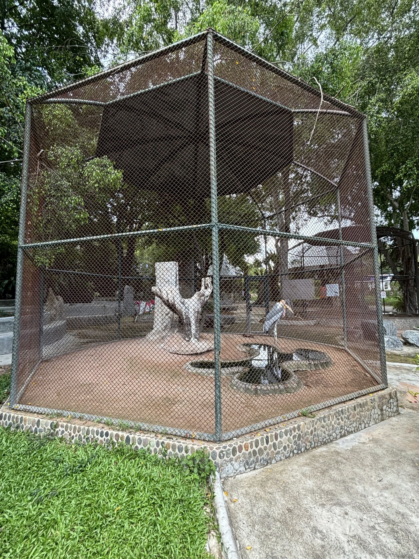Greater Adjutant Aviary