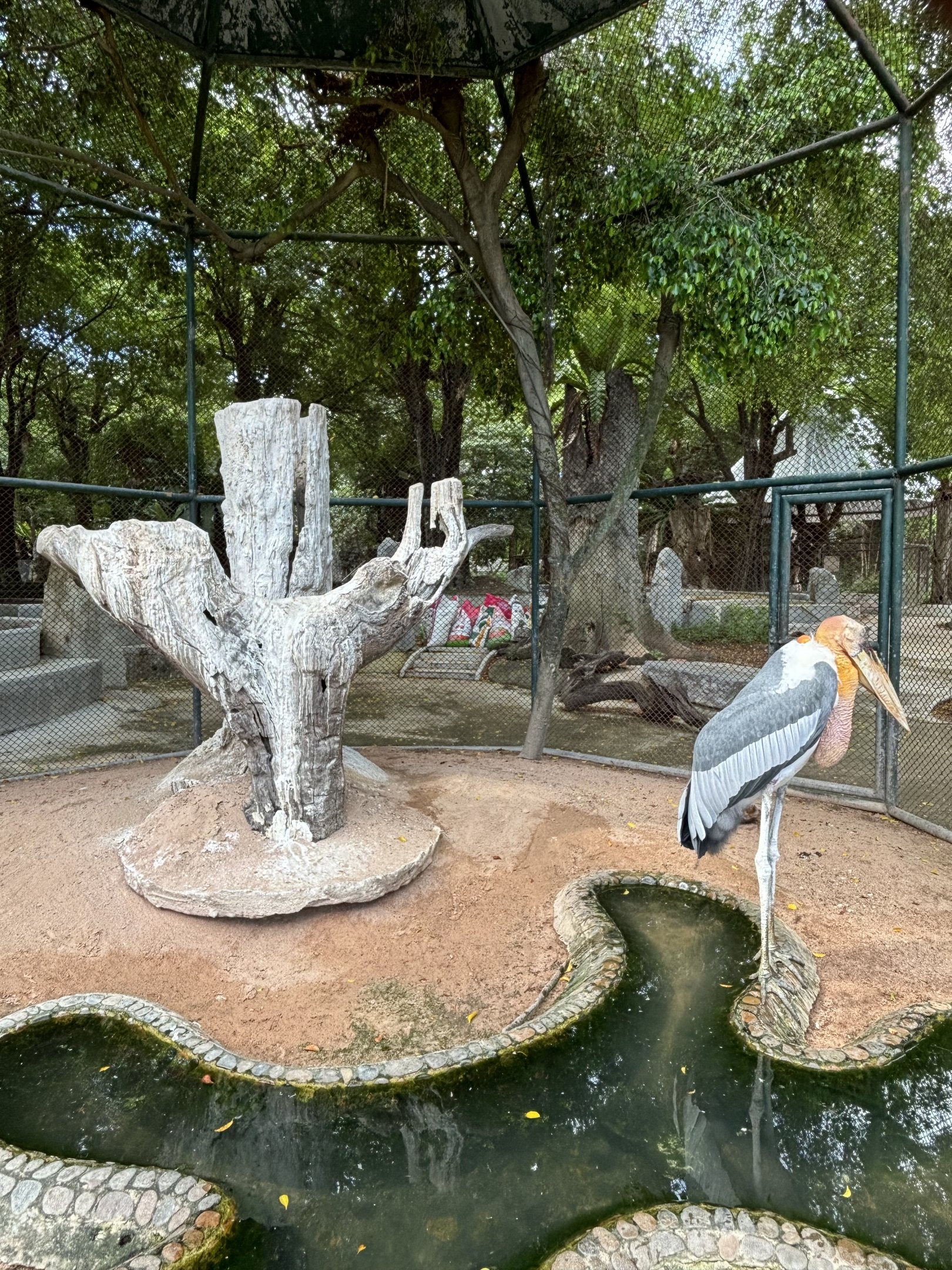 Greater Adjutant Aviary