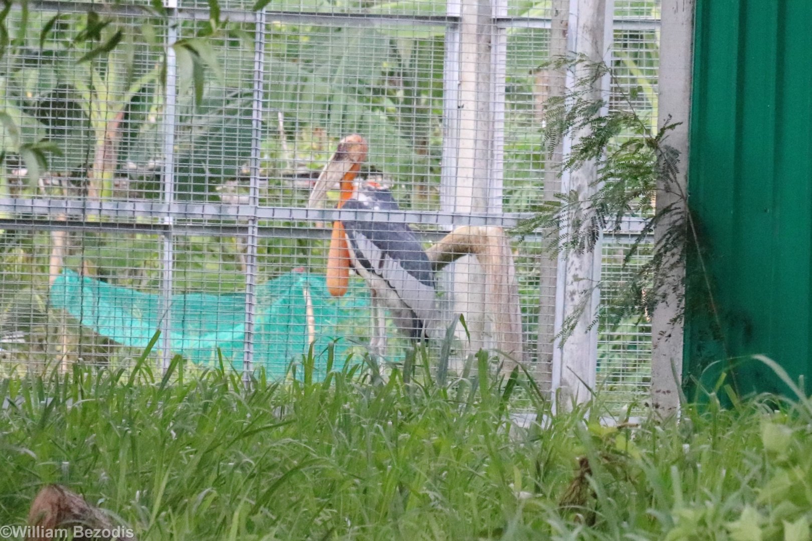 Greater Adjutant - Bang Pra Waterbird Breeding Centre