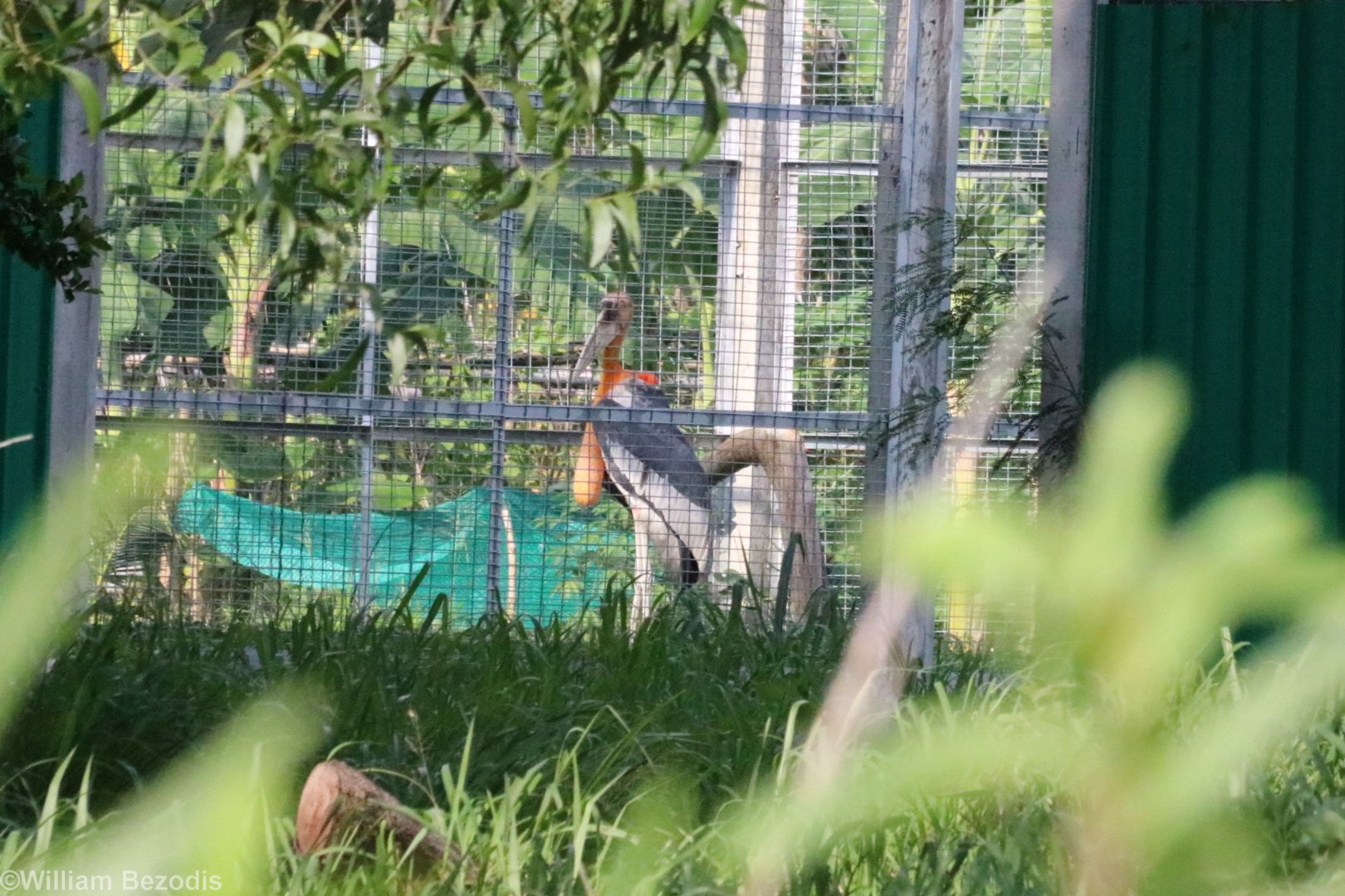 Greater Adjutant - Bang Pra Waterbird Breeding Centre