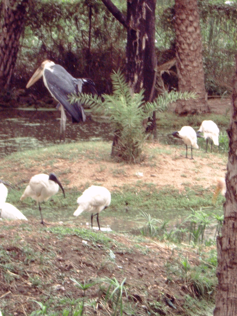 Greater Adjutant (Leptoptilos dubius) & Black-headed Ibis (Threskiornis