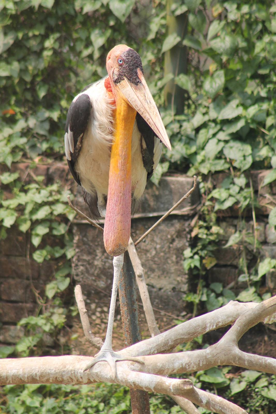 greater adjutant (Leptoptilos dubius)